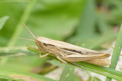 Euchorthippus elegantulus
